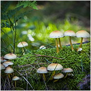 Een macro foto van paddenstoelen, © Arno Lucas
