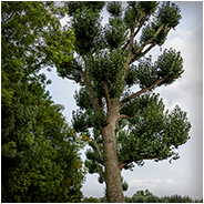 Prachtige boom nabij Slot Loevestein, © Arno Lucas