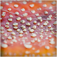 Macro-opname paddenstoel, © Arno Lucas