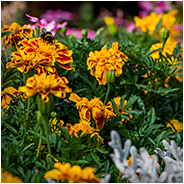 In de tuin van ons verblijf stonden prachtige bloemen, © Arno Lucas