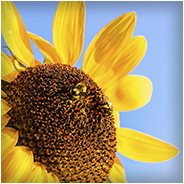 Bijen in combinatie met een zonnebloem doen het ook goed op een foto, © Arno Lucas