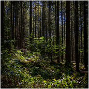 Tussen de bomen hadden we gelukkig wel wat schaduw, © Arno Lucas