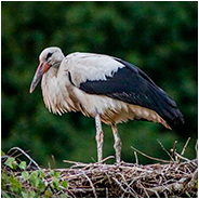 Er was zelfs een ooievaarspark in Oberbronn, © Arno Lucas