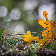 Een herfstblad in de buurt van Best, © Arno Lucas