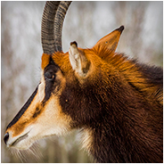 Sabelantilope in de Beekse Bergen, © Arno Lucas