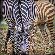 Zebra's in de Beekse Bergen, © Arno Lucas