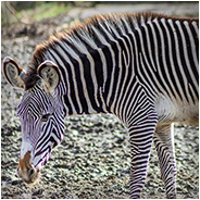 Zebra in de Beekse Bergen, © Arno Lucas