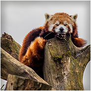Kleine panda in de Beekse Bergen, © Arno Lucas