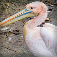 Roze pelikaan in de Beekse Bergen, © Arno Lucas