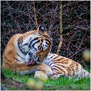 Siberische tijger in de Beekse Bergen, © Arno Lucas