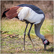 Grijze kroonkraanvogel in de Beekse Bergen, © Arno Lucas