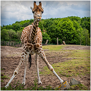 Een giraffe in de Beekse Bergen, © Arno Lucas