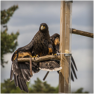 De roofvogelshow is een hoogtepunt in de Beekse Bergen, © Arno Lucas