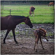 Paarden in een weiland, © Arno Lucas