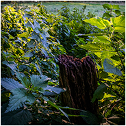 Tijdens deze mooie wandeltocht kwamen we ook mooie natuur tegen, © Arno Lucas