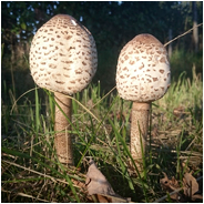 Paddenstoelen, © Arno Lucas