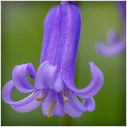 Wilde boshyacint in het Hyacintenbos, © Arno Lucas