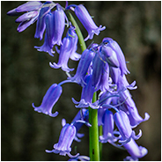 Wilde boshyacint in het Hyacintenbos, © Arno Lucas