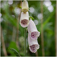Digitalis Purpurea (Vingerhoedskruid), © Arno Lucas
