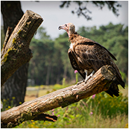 Gier in de Beekse Bergen, © Arno Lucas