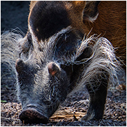 Penseelzwijn in de Beekse Bergen, © Arno Lucas