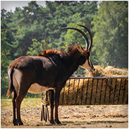Sabelantilope in de Beekse Bergen, © Arno Lucas