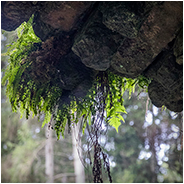Mullerthal Trail, © Arno Lucas