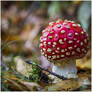 Vliegenzwam | rode paddenstoel met witte stippen, © Arno Lucas