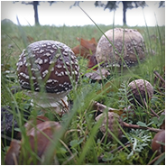 Rode paddenstoel met witte stippen, © Arno Lucas