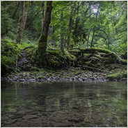 Mooie natuur gevonden bij de Wutachschlucht in het Zwarte Woud, © Arno Lucas