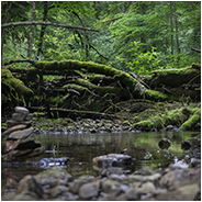 Mooie natuur gevonden bij de Wutachschlucht in het Zwarte Woud, © Arno Lucas