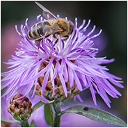 Een bij op een distel, © Arno Lucas