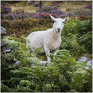 Onderweg kwamen we regelmatig schapen tegen, © Arno Lucas
