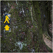Hier gingen we de Ballinastoe Woods in, © Arno Lucas