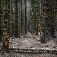 Van de Ballinastoe Woods had ik meer verwacht, © Arno Lucas
