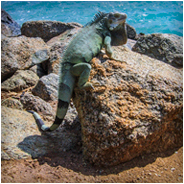 Leguaan op Aruba, © Arno Lucas