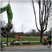 Bomenkap op Zuiderparkweg, © Arno Lucas