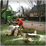 Nieuws: Bomenkap op Zuiderparkweg, © Arno Lucas