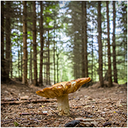 Een paddenstoel midden in het bos, © Arno Lucas