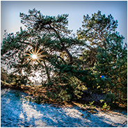 Loonse en Drunense Duinen, © Arno Lucas