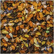 Een plas vol met bladeren, © Arno Lucas