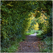 Een pad vol met bladeren, © Arno Lucas