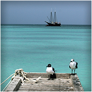 Vogels rusten even uit op de pier, © Arno Lucas