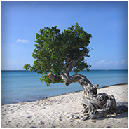 Divi-divi boom, © Arno Lucas