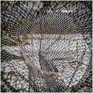 Een visnet bij de Deltawerken, © Arno Lucas