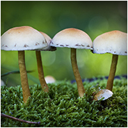 Een macro foto van paddenstoelen, © Arno Lucas