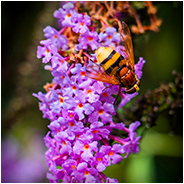 Deze hommel genoot van de bloemen, © Arno Lucas