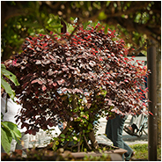 Floriade 2012, © Arno Lucas