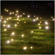 Firefly Field - Studio Toer | GLOW Eindhoven 2025, © Arno Lucas