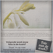 Hyacint | Foto van de Week, © Bossche Omroep | © Arno Lucas